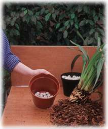 select a larger pot and place crocks in the base